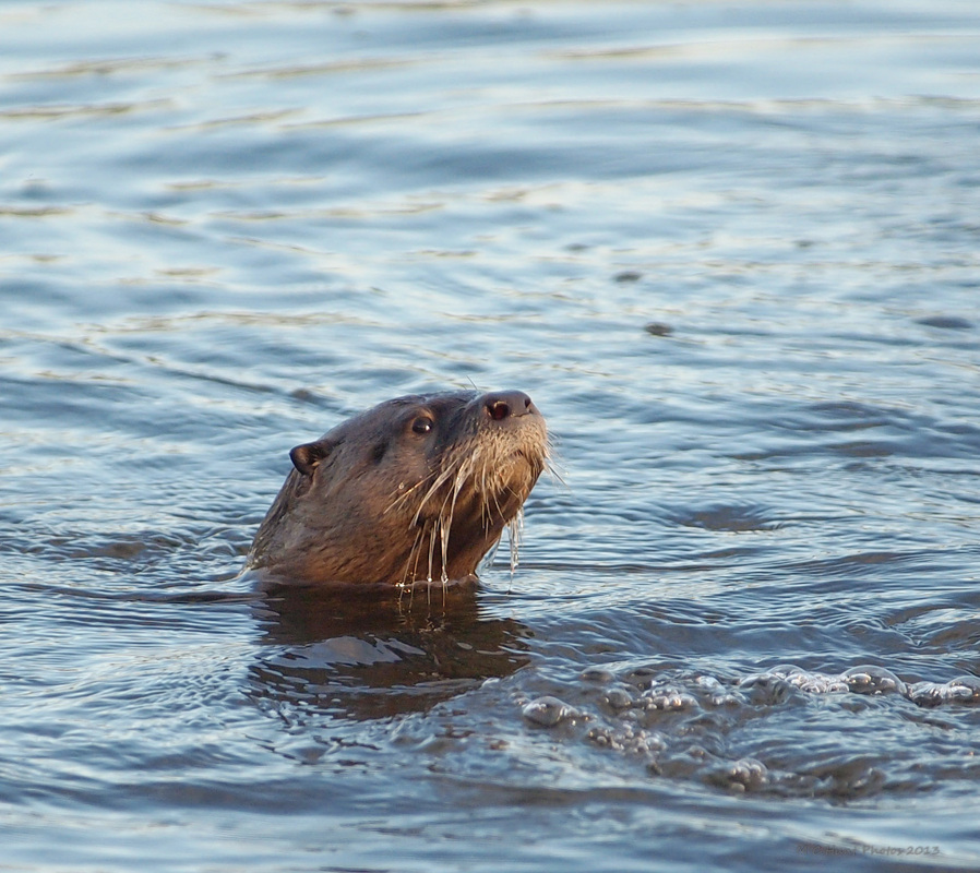 Melanie Hunt's River Otter Images - Hiking with Hank